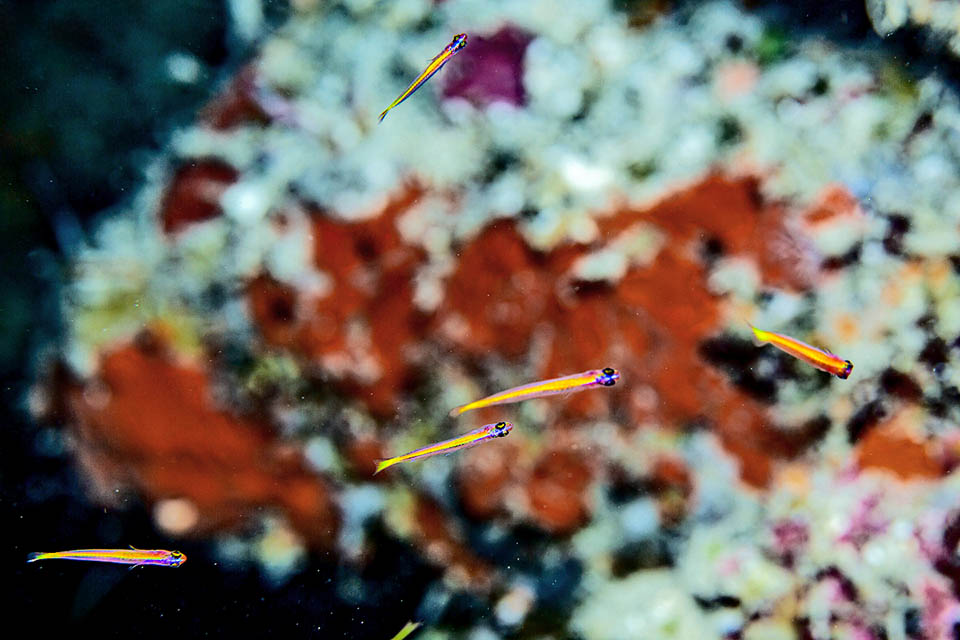 Vomerogobius flavus, Ghiozzo limone Known as Lemon goby due to its main colour, Vomerogobius flavus is found in small schools suspended on the outer side of reef, feeding on plankton carried by currents.