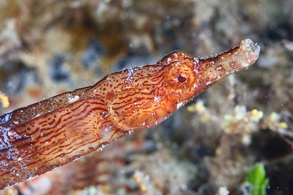Though, contrasting the scientific name, it is not always white, evokes that of the seahorses and of the pipefishes.