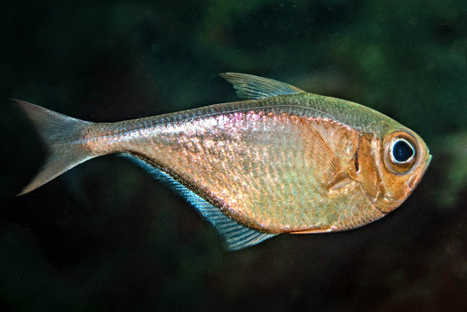 Pempheris schomburgkii, Glassy Sweeper Adults of Pempheris schomburgkii attain 15 cm. The compressed body, the branched livery and the big eyes favour the night life.