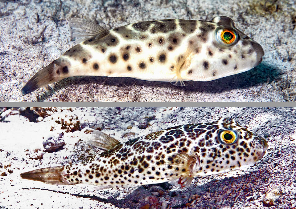 Sphoeroides testudineus Il peut changer rapidement d'aspect selon les circonstances sous l'action des chromatophores et porte de grandes taches foncées et des points minuscules © www.carlosestape.photoshelter