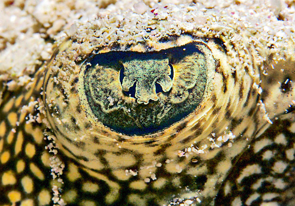 Urobatis jamaicensis, Yellow Stingray The pupil of Urobatis jamaicensis is not round but crescent-shaped, together with a particular iris structure, the “pupillary operculum”, a kind of flap that can partially cover its opening, protecting the retina from flashes of sunlight that could suddenly dazzle the fish in shallow water and still maintain clear vision in bright sunlight.