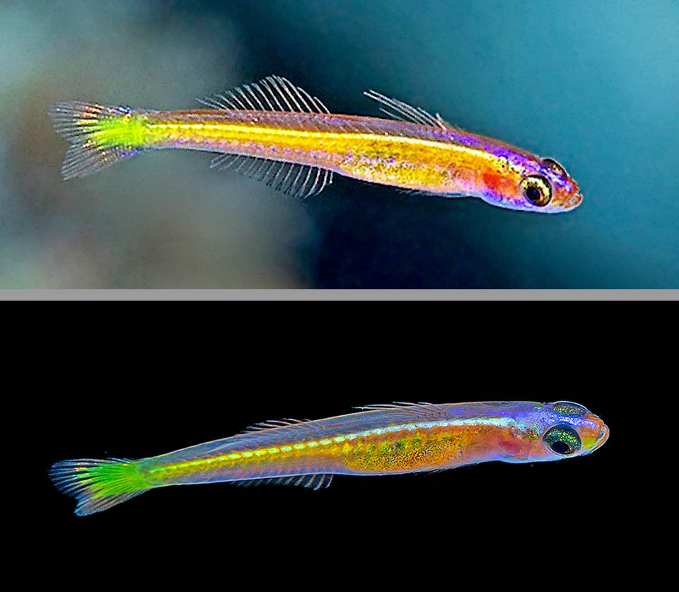 Vomerogobius flavus, Ghiozzo limone There's a great dimorphism: the top male of Vomerogobius flavus differs by sight from the female due to its bright livery and the much longer third and fourth spine of the first dorsal fin.