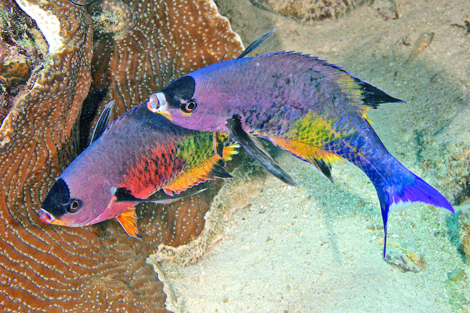 Bodianus parrae Here two males compete also with colours for a possible territorial dispute.