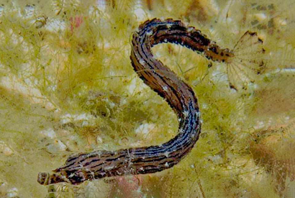 The extended caudal fin dispels all doubts: Cosmocampus albirostris isn't a little snake resembling a fish, but a fish who, for hunting camouflaged on the seabeds, has taken this form.