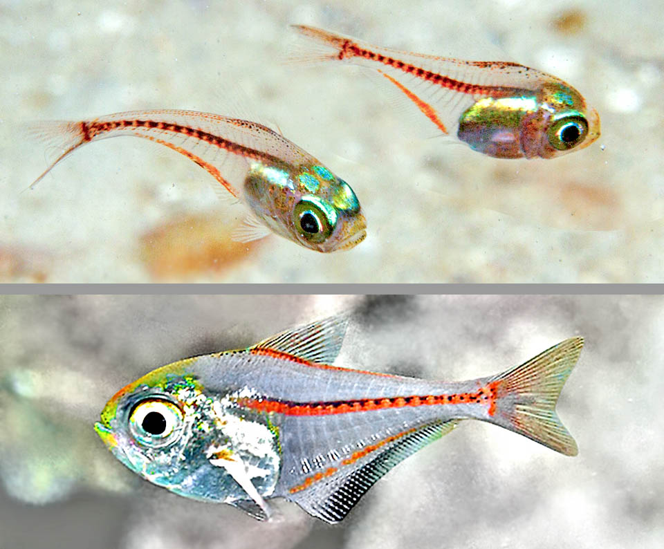 Pempheris schomburgkii, Glassy Sweeper Two juvenile stages of Pempheris schomburgkii after metamorphosis. Transparency renders inner organs visible; with growth appears the final livery and juveniles aggregate to the school.