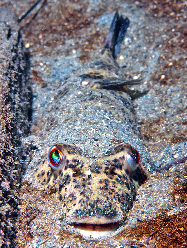 Sphoeroides testudineus Contrairement aux autres poissons-ballon, il ne se gonfle pas en cas de danger mais se cache sous le sable.