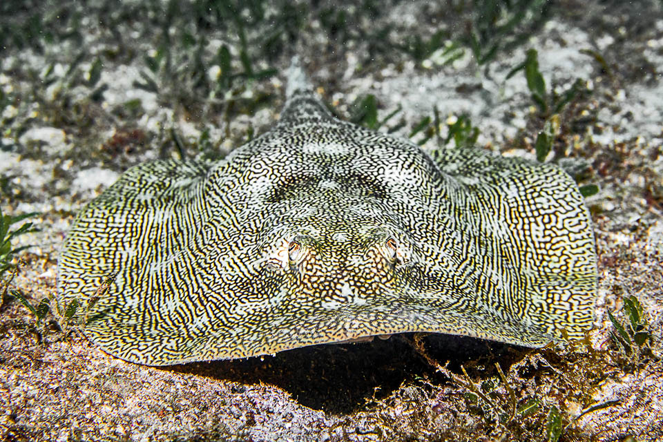 Urobatis jamaicensis, Yellow Stingray Urobatis jamaicensis feeds mainly on crustaceans, but its diet also includes small fish, molluscs and worms. A particularly interesting behaviour consists of raising the front part of the disc, simulating a small cave that intrigues small fish seeking food or shelter and leads them straight into the stomach.
