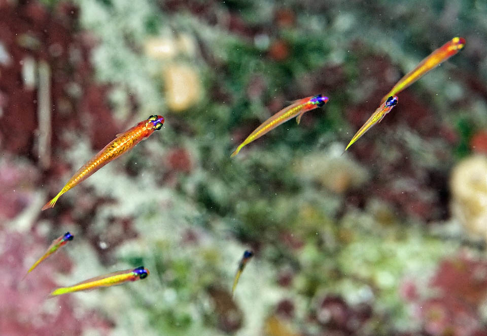 Vomerogobius flavus, Ghiozzo limone Small school. Vomerogobius flavus often lives united in the water column, but about its reproductive biology the available information still stand surprisingly poor.