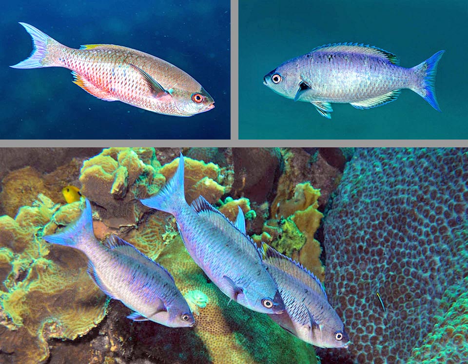 Bodianus parrae Females of Bodianus parrae have pinkish or bluish shades.