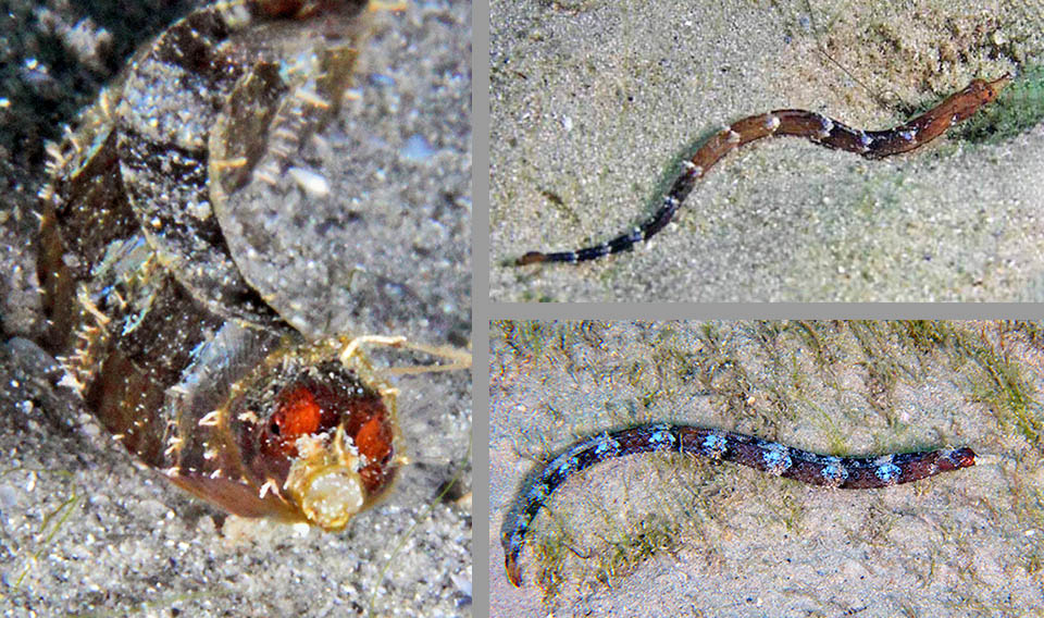 Also changing livery of Cosmocampus albirostris has adapted to the environment &copy; Kevin Bryant and &copy; www.carlosestape.photoshelter.com (top right) 