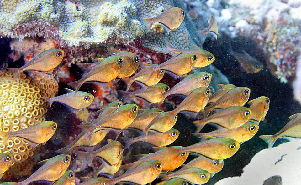 Pempheris schomburgkii, Glassy Sweeper At dawn first light the journey is over: the fishes get back to their coral shelters, where they recompose the school and keep hidden up to following evening.