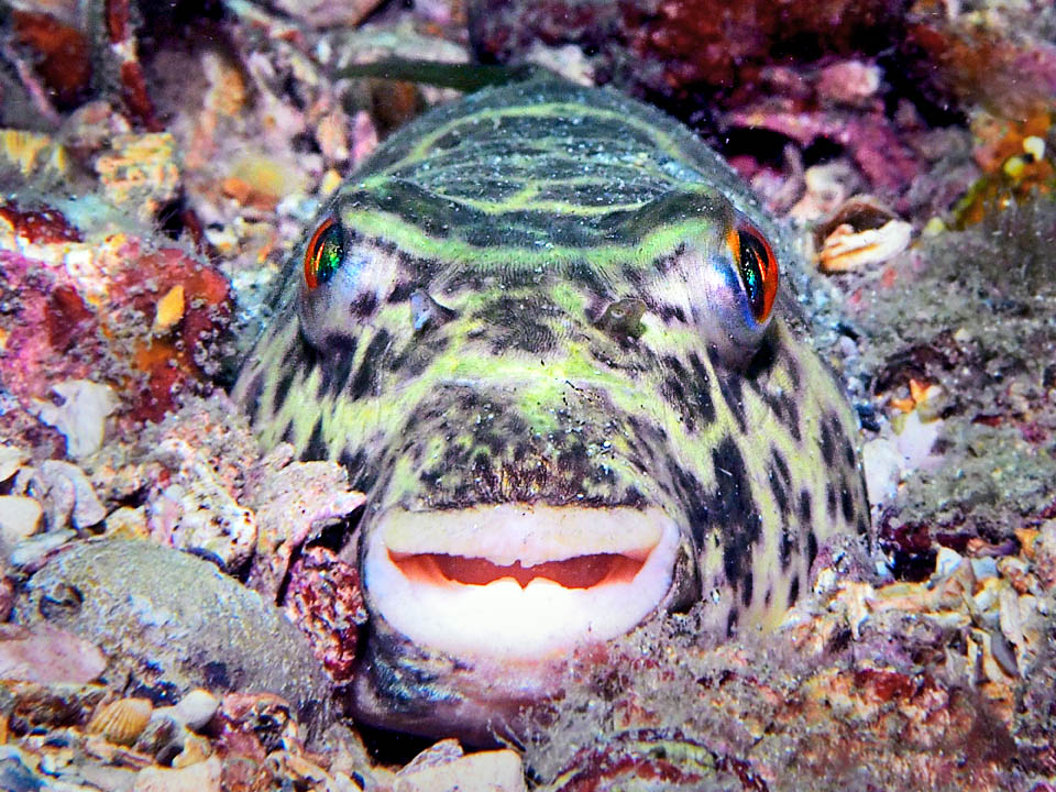 Sphoeroides testudineus Ses yeux, placés au sommet de la tête, se déplacent indépendamment comme ceux des caméléons, lui offrant une vision des alentours sans dévoiler sa position. Ses quatre dents antérieures ont fusionné en deux plaques formant un bec robuste qui lui sert à briser les carapaces des crustacés, les coquilles des mollusques et les tests des oursins © Pauline Walsh Jacobson