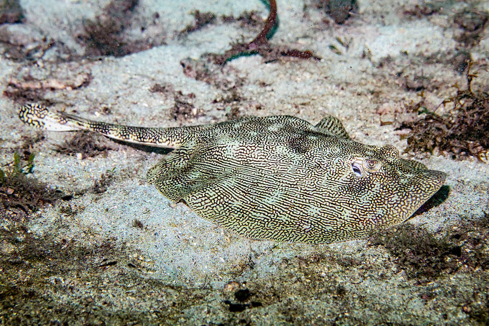 Urobatis jamaicensis, Yellow Stingray Here Urobatis jamaicensis is seen from the side. The tail, as long as the disc, ends in a double-serrated spine. A sting used only for defence, connected to a venom gland.