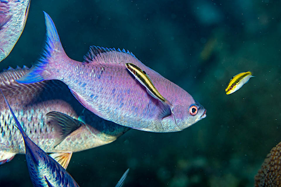 Bodianus parrae Bodianus parrae frequents shrimps and cleaner fishes.