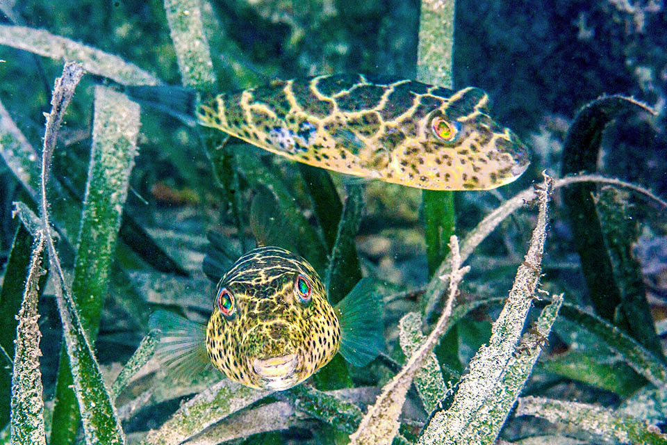 Sphoeroides testudineus On sait peu de choses sur sa reproduction. La fécondation est externe et les œufs et les larves sont pélagiques et transportées par les courants.