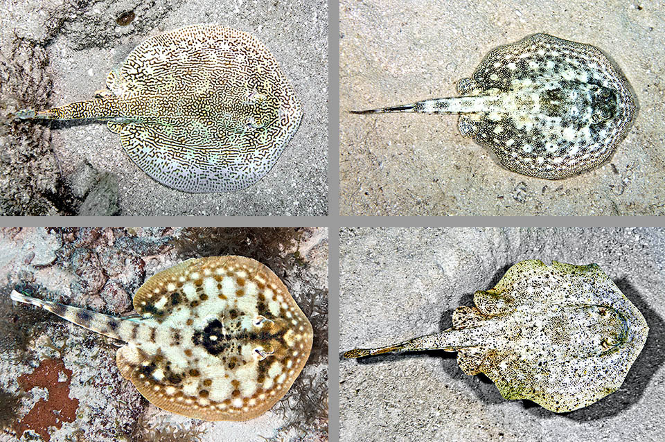Urobatis jamaicensis, Yellow Stingray The dorsal surface, variable due to chromatophores depending on circumstances, shows striking spots or fine speckling that can create brownish and greenish patterns.