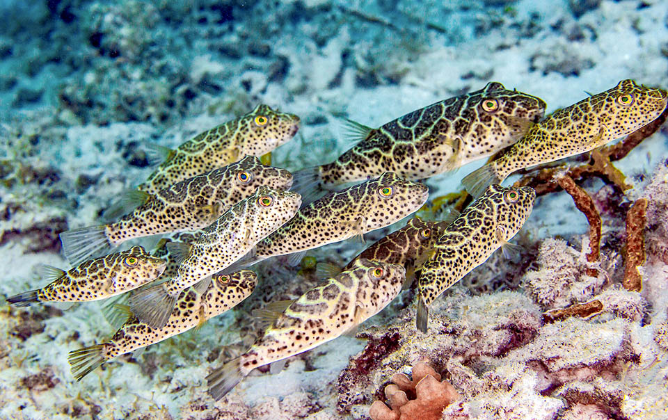 Sphoeroides testudineus Il forme parfois de curieux regroupements difficiles à interpréter. Ils pourraient être liés à la reproduction, à une structure sociale ou à des zones riches en nourriture.
