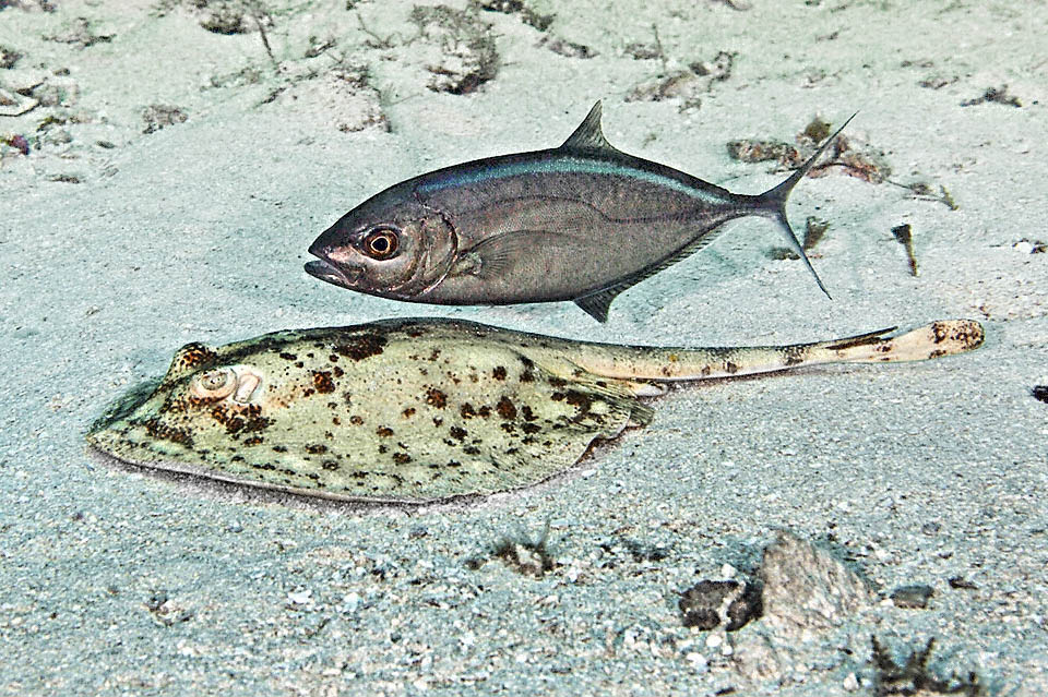 Urobatis jamaicensis, Yellow Stingray When Urobatis jamaicensis goes hunting, guided by sight, smell and the ampullae of Lorenzini, which detect the electric fields emitted by hidden prey, some fish such as this Caranx ruber follow it opportunistically to steal its food, taking advantage of benefits provided by its searching activity in the surrounding waters and nearby surroundings.