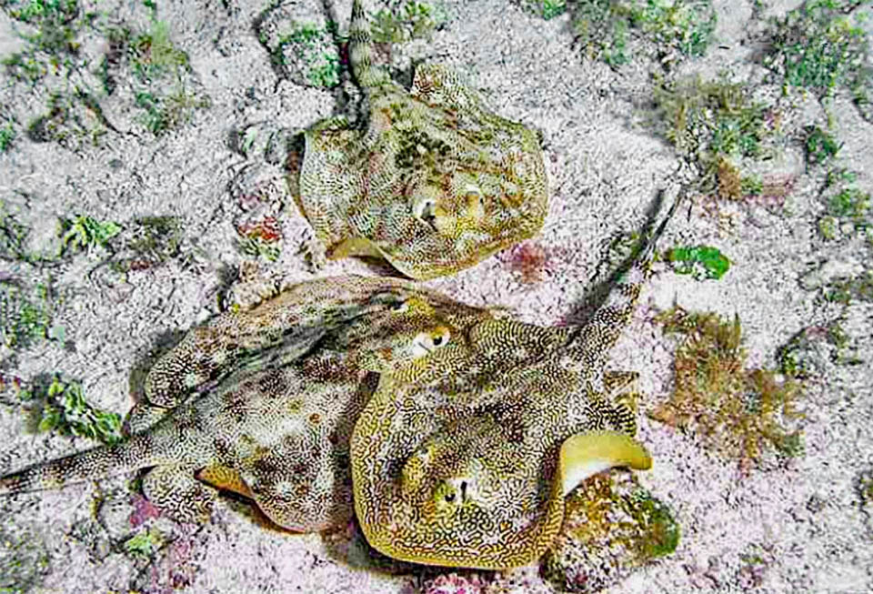 Urobatis jamaicensis, Yellow Stingray A larger female and two suitors of Urobatis jamaicensis. The one that first grasps the edge of the pectoral fin, positioning itself belly to belly, will complete the mating.