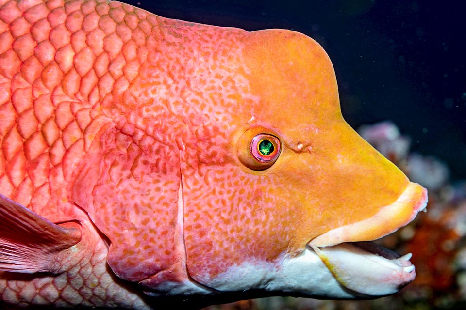 Bodianus diplotaenia Bodianus diplotaenia est endémique du Pacifique Est, de l'île de Guadalupe, du golfe de Californie aux Galapagos et de l'Amérique centrale jusqu'au Pérou et au Chili.