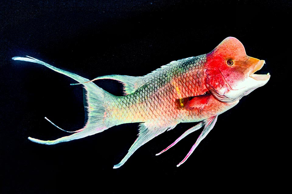Bodianus diplotaenia Les grands mâles de Bodianus diplotaenia, d'abord flamboyants puis bleus en phase terminale, présentent une bosse frontale caractéristique et les côtés de la nageoire caudale sont très allongés.