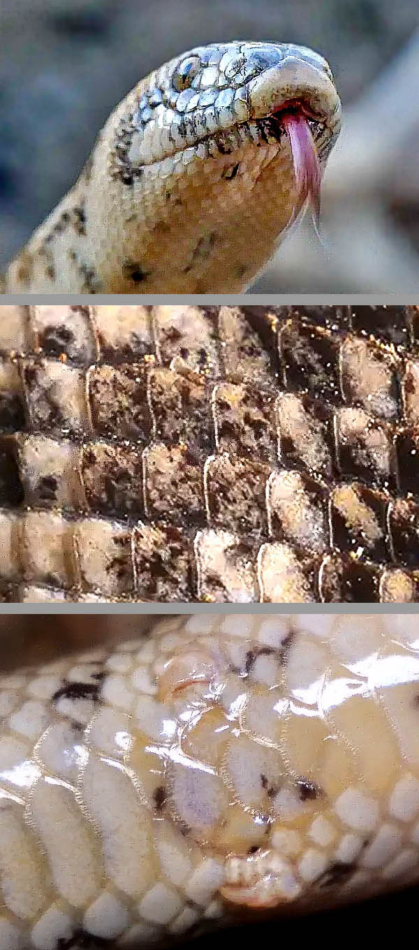 Eryx jaculus, Boa delle sabbie Da notare in alto la squama sul muso per scavare nella sabbia, le numerose squame lisce presenti sul dorso, e due piccoli speroni sul lato ventrale dei maschi, resti evolutivi delle zampe posteriori.