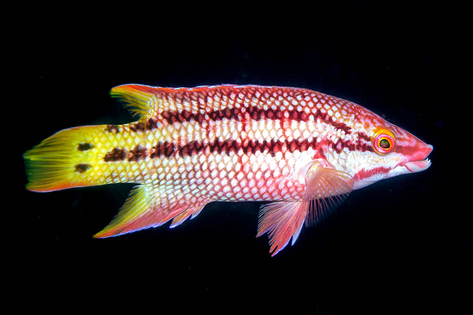 3 Bodianus diplotaenia © www.carlosestape.photoshelter La femelle de Bodianus diplotaenia, au museau pointu, montre comme les juvéniles les deux bandes longitudinales sombres qui ont donné son nom au genre.