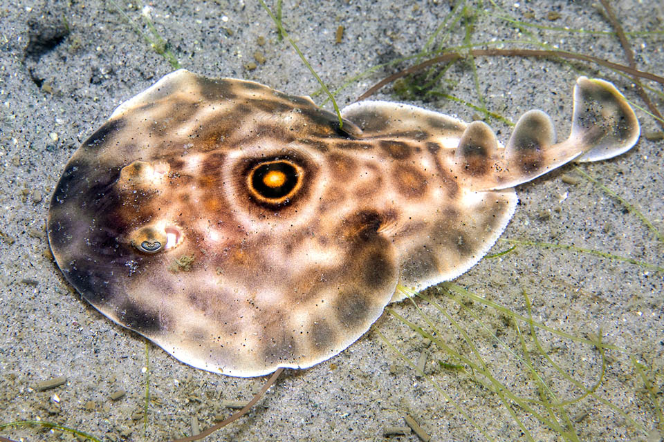 Diplobatis ommata &egrave; una piccola razza del Pacifico orientale tropicale che non supera i 25 cm di lunghezza.