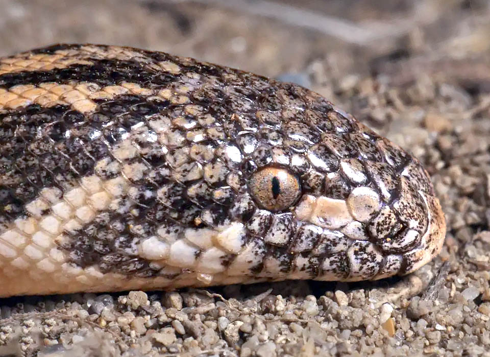 Eryx jaculus, Boa delle sabbie L’occhio di Eryx jaculus, con pupilla verticale, ricorda quello delle vipere.
