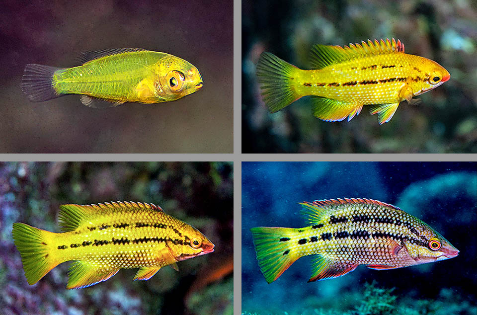 Bodianus diplotaenia Ici, les premiers phases de la croissance de Bodianus diplotaenia, où le jaune prédomine, évoluant vers la livrée femelle.