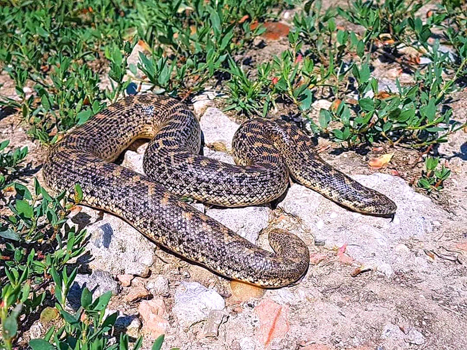 Eryx jaculus, Boa delle sabbie Anche il corpo, corto e tozzo, evoca l’immagine dei viperidi.
