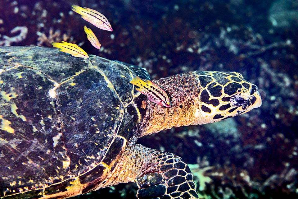 Bodianus diplotaenia Bodianus diplotaenia est un prédateur qui se nourrit de crabes, d’ophiures, de mollusques et d’oursins. Jeune, il agit aussi comme labre nettoyeur, ici avec une tortue.