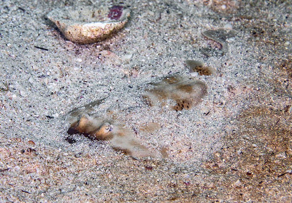 Eccola al sicuro, mimetizzata sul fondale. Si nutre in genere di piccoli invertebrati bentonici, per lo pi&ugrave; vermi e crostacei.