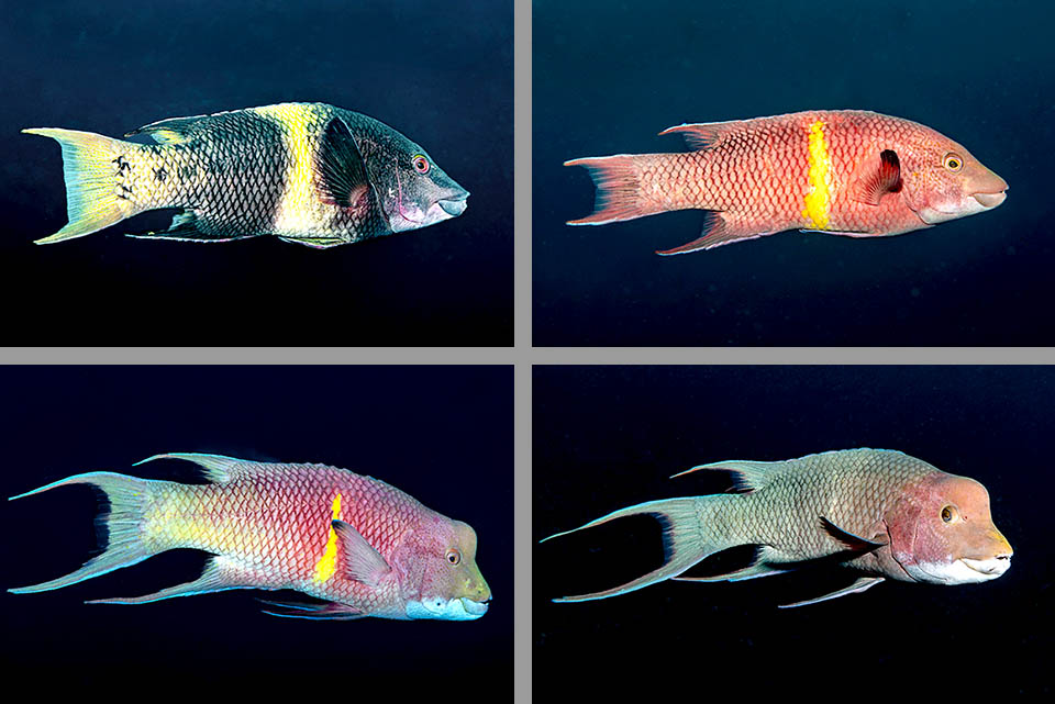 Bodianus diplotaenia Il s'agit d'une espèce hermaphrodite protogyne: les individus naissent femelles puis certaines se transforment en mâles, changeant encore de livrée.