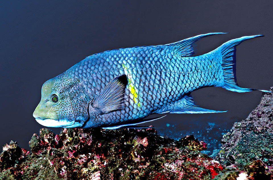 Bodianus diplotaenia La phase terminale de Bodianus diplotaenia est celle d'un majestueux mâle bleu, dont le corps est traversé par la bande verticale jaune caractéristique qui donne le signal de la mutation.