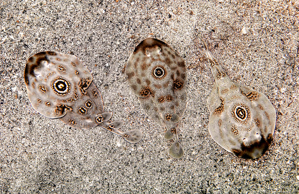 Diplobatis ommata &egrave; una specie ovovivipara: la fecondazione &egrave; interna e i piccoli appena nati sono gi&agrave; in grado di cacciare.
