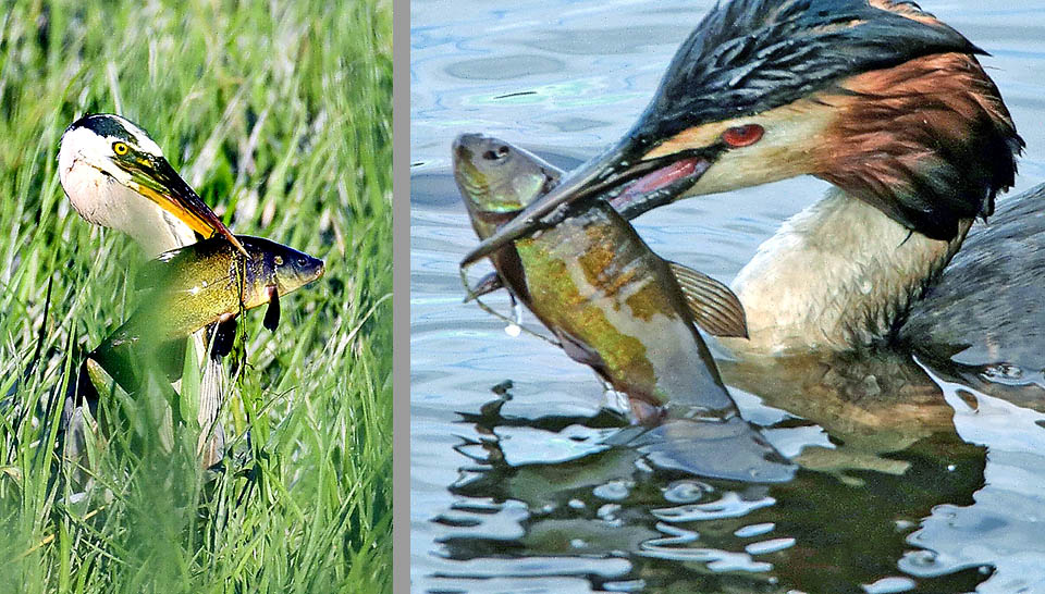 Tinca tinca con Ardea allba e Podiceps cristatus
