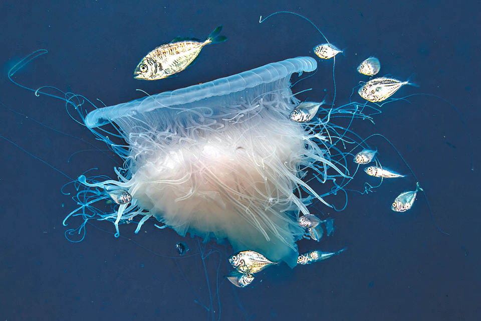 Chloroscombrus chrysurus Chloroscombrus chrysurus está presente en ambas orillas del Atlántico. Durante parte de su etapa juvenil, encuentra refugio entre los tentáculos urticantes de las medusas.