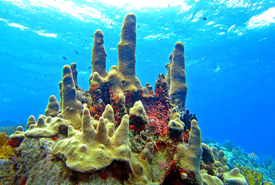 Sembra un castello sommerso, ma &egrave; l&rsquo;architettura cilindrica di Dendrogyra cylindrus, una madrepora caraibica.