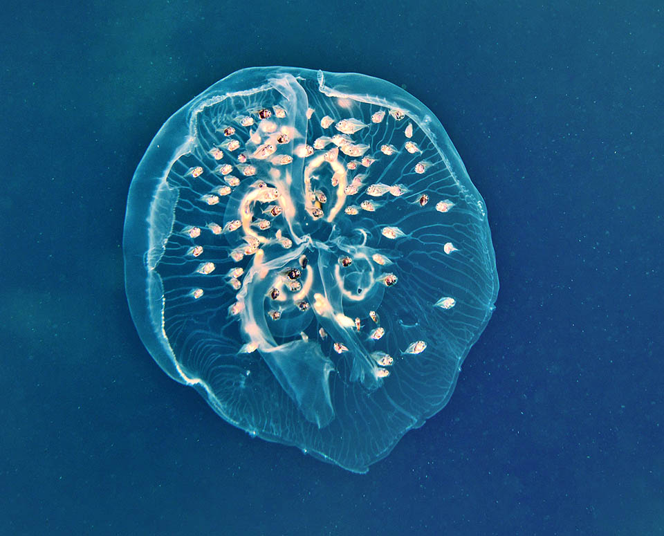 Chloroscombrus chrysurus Después de la fase larvaria, cuando vagan arrastrados por las corrientes, este es el hogar de los juveniles de Chloroscombrus chrysurus.