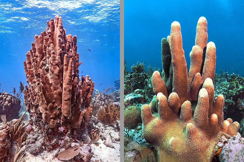Si tratta di Dendrogyra cylindrus, una madrepora inconfondibile, purtroppo classificata Critically Endangered nella Lista Rossa IUCN.