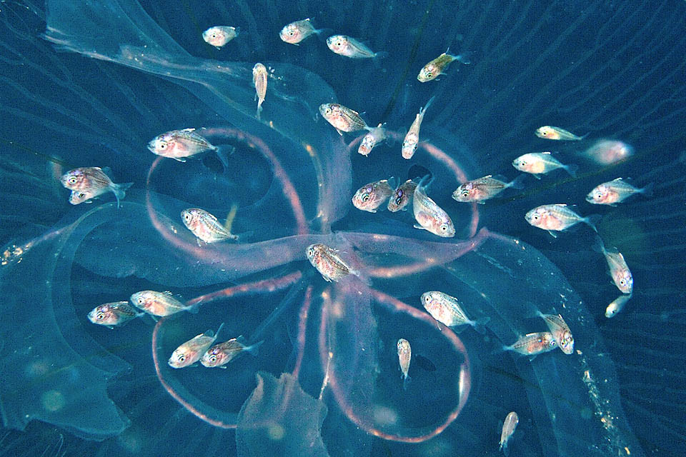 Chloroscombrus chrysurus Es un punto de encuentro y crecimiento, donde la dieta basada en zooplancton se enriquece progresivamente con presas de mayor tamaño.