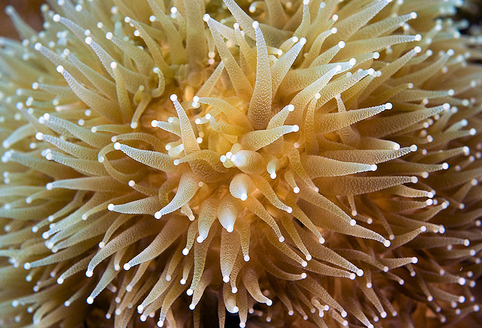 Eccoli ingranditi: come negli anemoni marini e nei coralli, sono quelli di un antozoo, dotati di cellule urticanti.