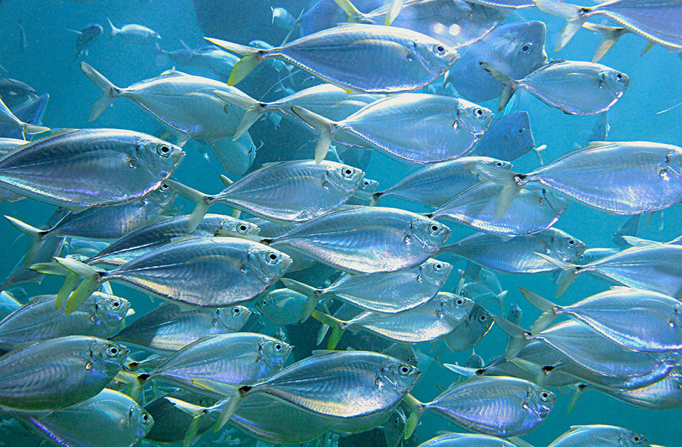 Chloroscombrus chrysurus Los adultos se consumen frescos, ahumados, secos o conservados en sal. La especie también se utiliza industrialmente para la producción de harina y aceite de pescado.