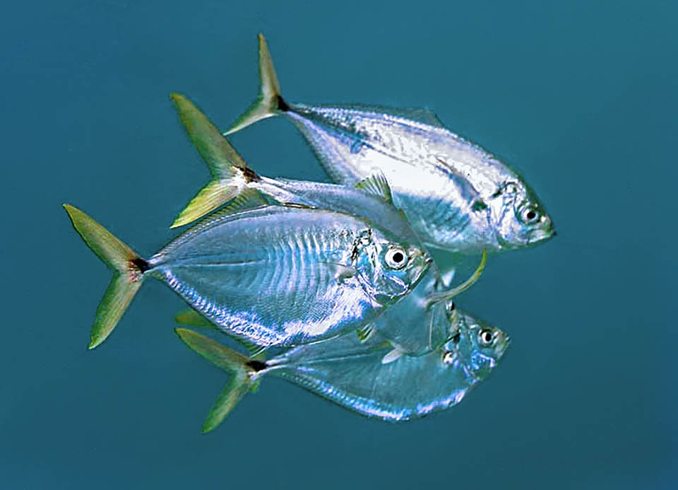 Chloroscombrus chrysurus En ejemplares adultos de Chloroscombrus chrysurus se observa la característica mancha negra en el pedúnculo caudal, en contraste con el amarillo de las aletas, de donde deriva el nombre de la especie.