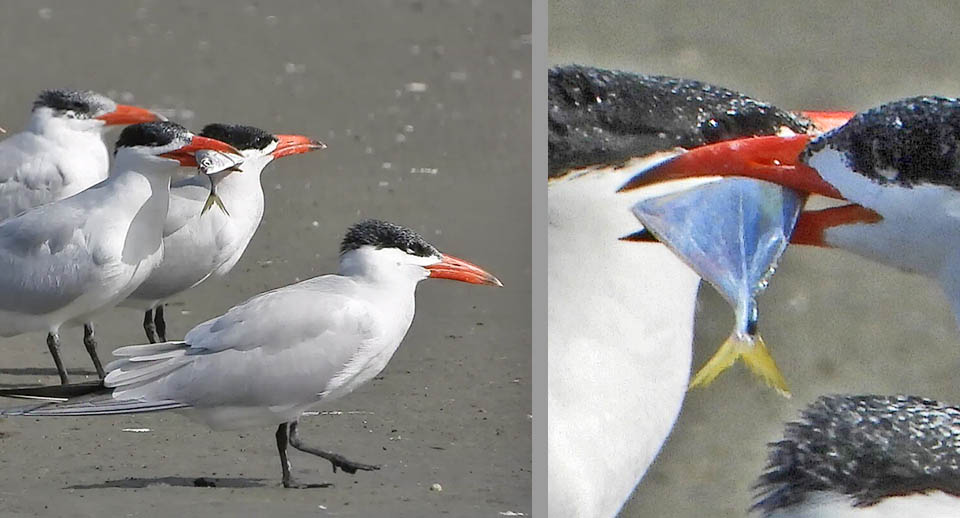 Chloroscombrus chrysurus, Hydroprogne caspia Cuando los bancos nadan en superficie, son presa fácil de aves marinas. Un grupo de charranes de Caspia (Hydroprogne caspia) se disputa un pez en la foto de la derecha.