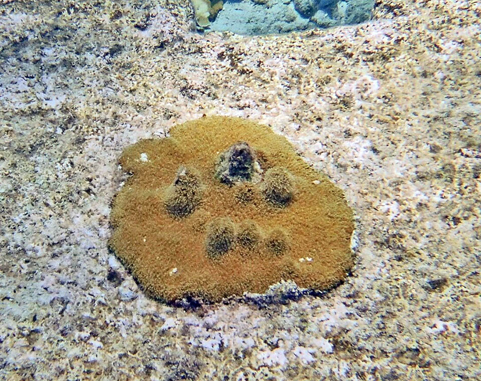 La riproduzione sessuata di Dendrogyra cylindrus affida alle correnti migliaia di larve planule che, se raggiungono un substrato adatto, possono insediarsi e dare origine a una nuova colonia.